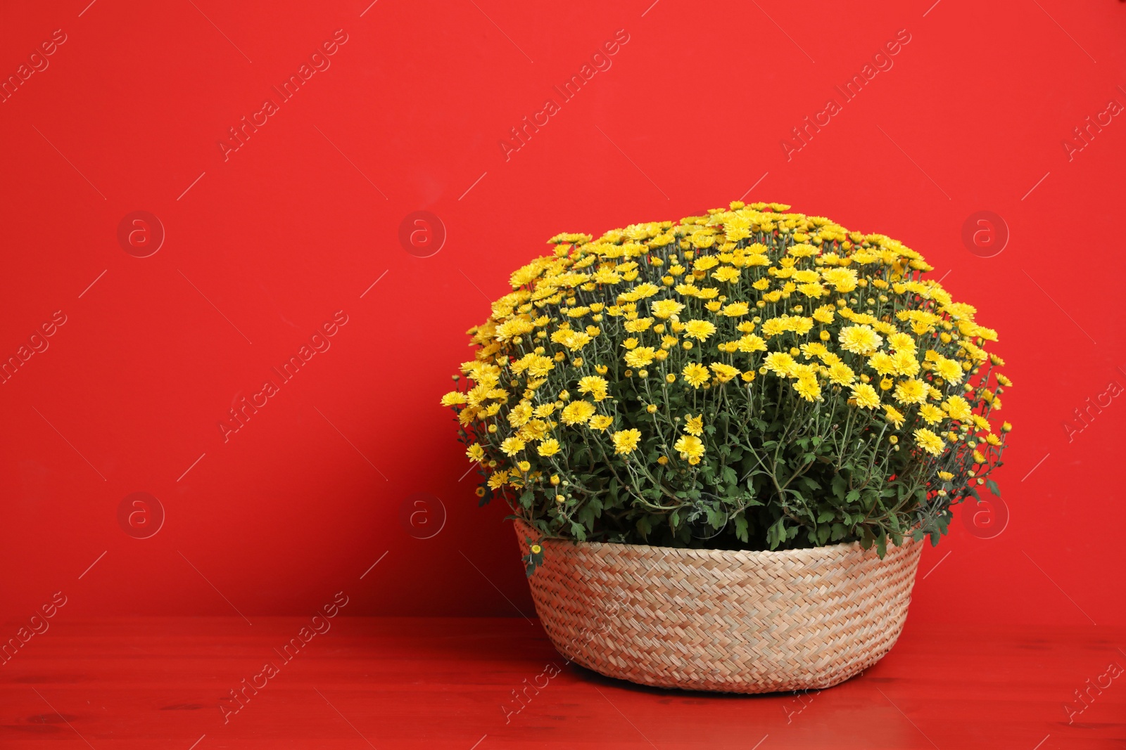 Photo of Pot with beautiful chrysanthemum flowers on table against red background. Space for text