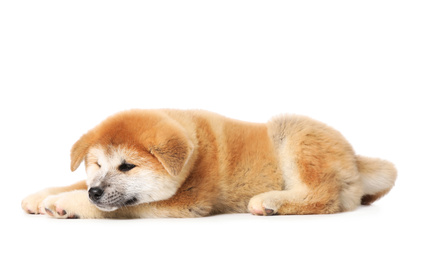 Cute Akita Inu puppy on white background. Baby animal