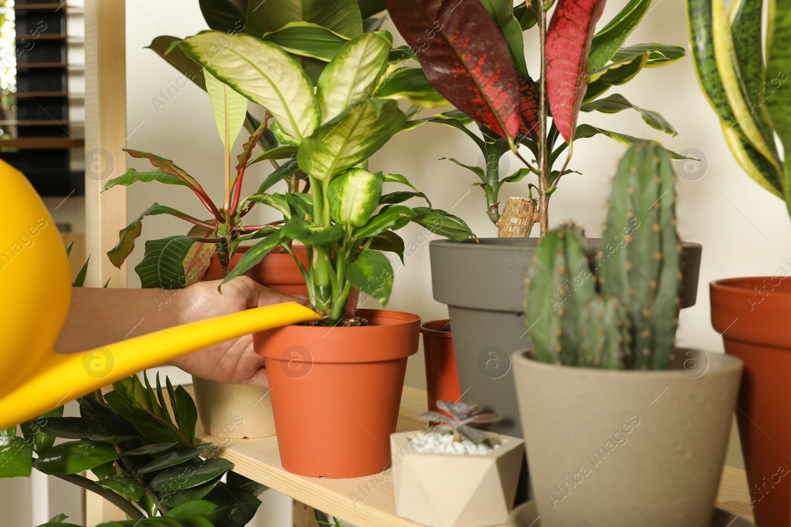 Photo of Woman watering indoor plants near wall at home, closeup