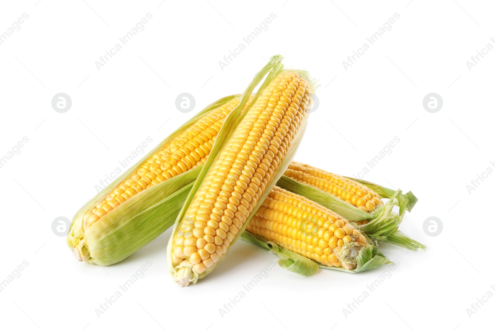 Photo of Ripe raw corn cobs with husk on white background