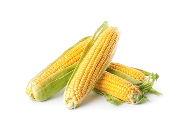 Ripe raw corn cobs with husk on white background