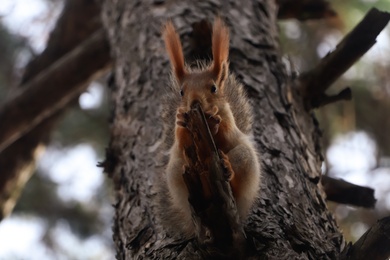 Photo of Cute red squirrel eating nut on tree in forest