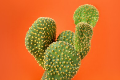 Photo of Beautiful green Opuntia cactus on orange background, closeup