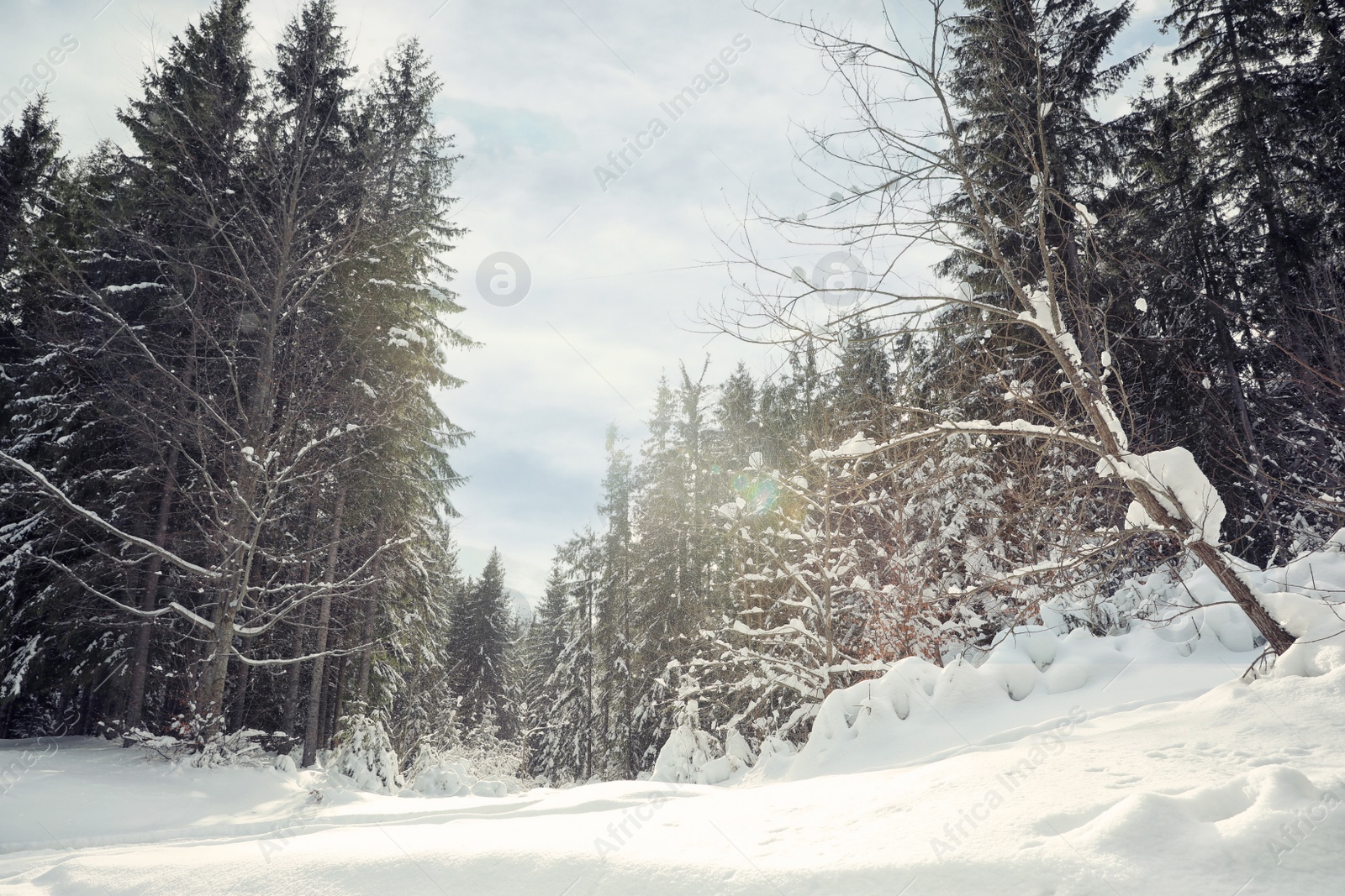 Photo of Picturesque view of snowy coniferous forest on winter day