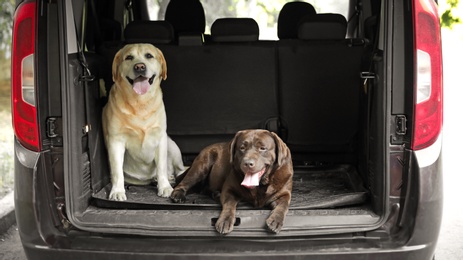 Funny Labrador Retriever dogs in car trunk