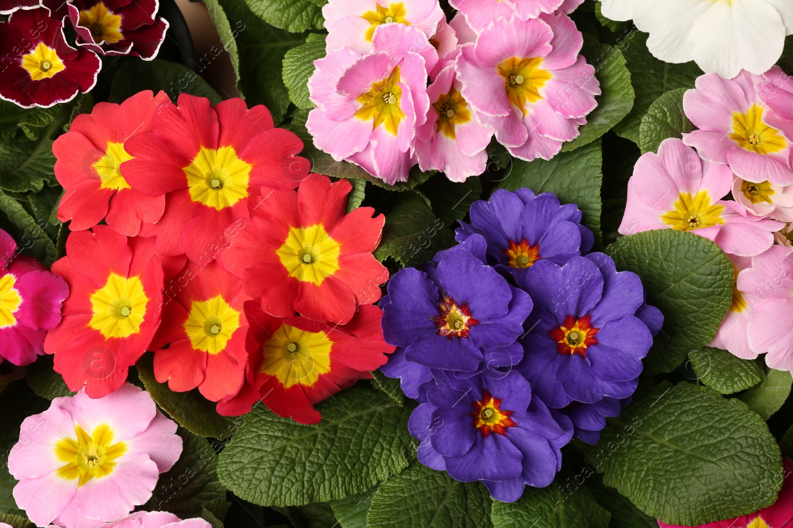 Photo of Beautiful primula (primrose) plants with colorful flowers as background, top view. Spring blossom