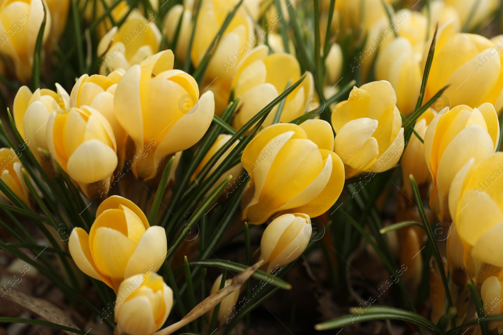 Photo of Beautiful yellow crocus flowers growing in garden, closeup