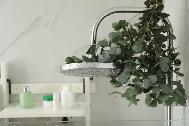 Photo of Branches with green eucalyptus leaves in shower