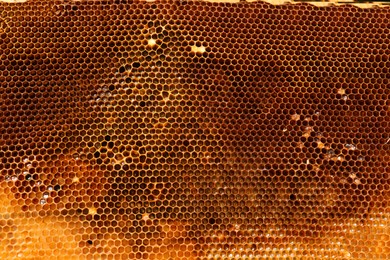 Uncapped filled honeycomb as background, top view