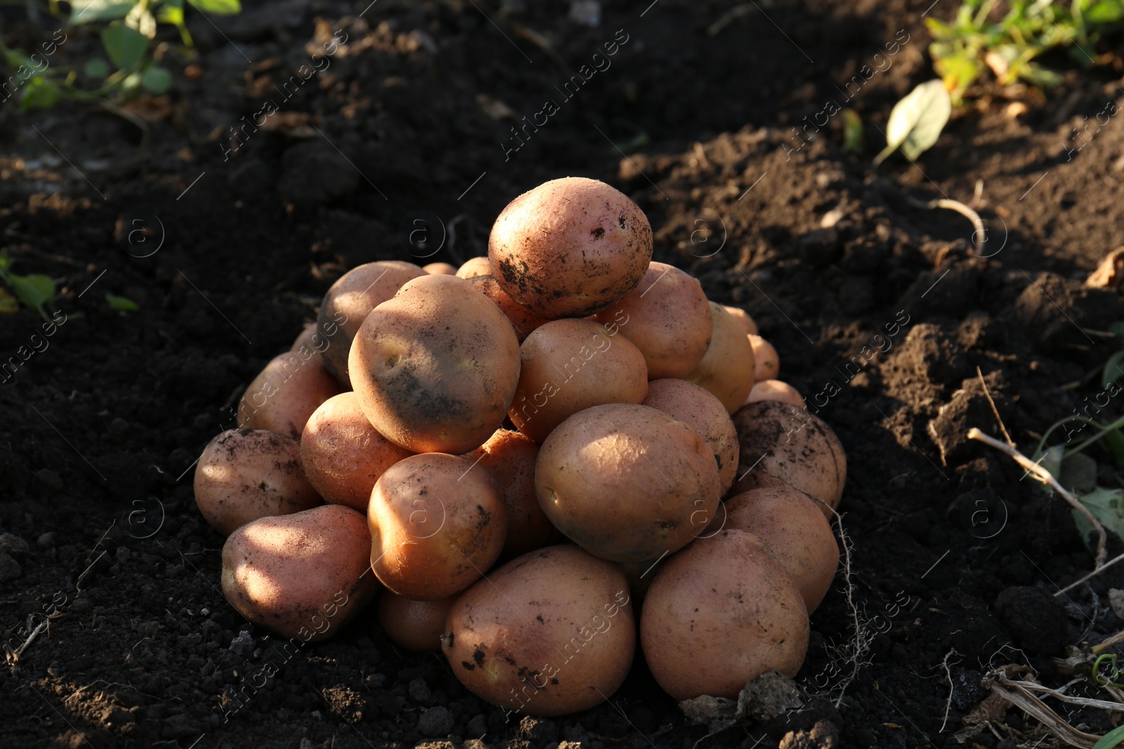 Photo of Pile of fresh ripe potatoes on ground outdoors