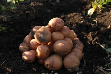 Pile of fresh ripe potatoes on ground outdoors