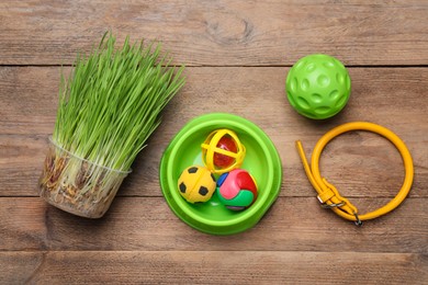 Pet toys, wheatgrass and accessories on wooden table, flat lay