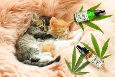 Bottles of CBD oil and cute kittens sleeping on furry blanket