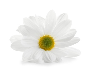 Beautiful and delicate chamomile flower on white background