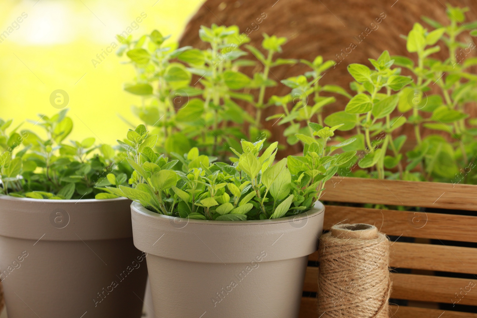 Photo of Aromatic potted oregano against blurred green background