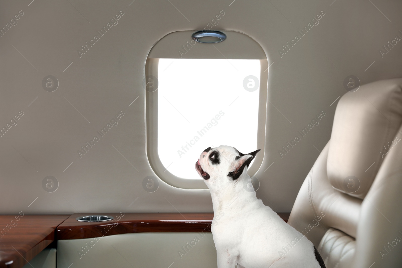 Image of Travelling with pet. French bulldog near window in airplane