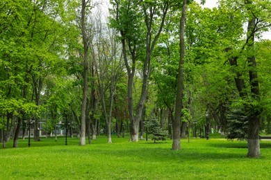Beautiful park with green lawn and trees on sunny day