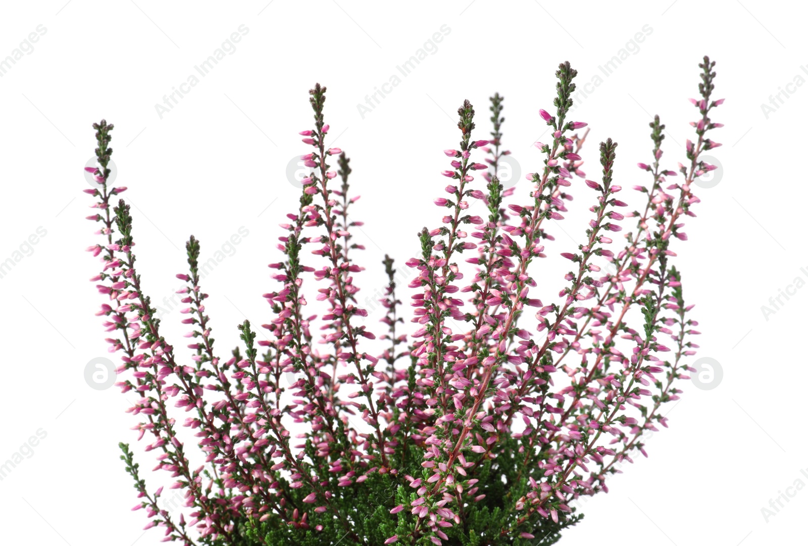 Photo of Heather with beautiful flowers on white background