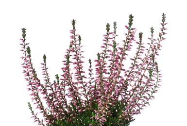 Photo of Heather with beautiful flowers on white background