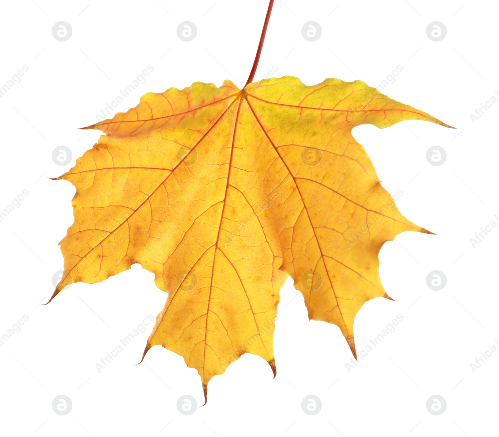 Photo of Beautiful autumn leaf on white background. Fall foliage