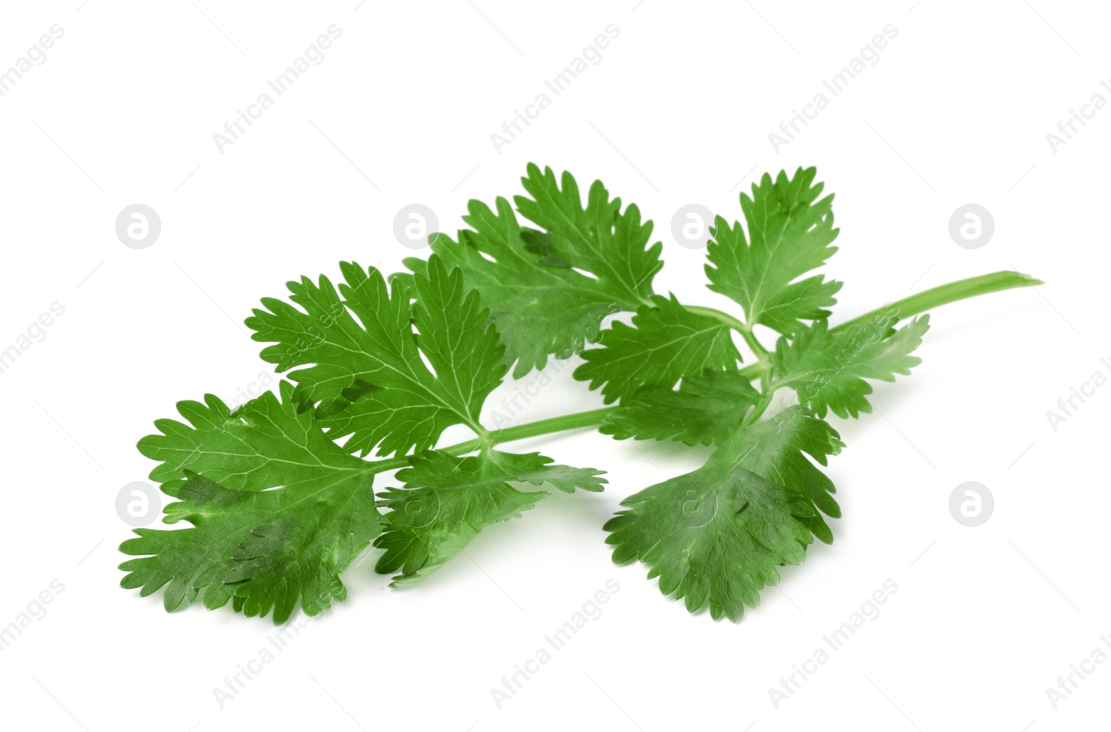 Photo of Aromatic fresh green cilantro isolated on white