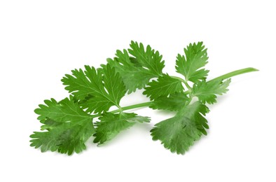 Photo of Aromatic fresh green cilantro isolated on white