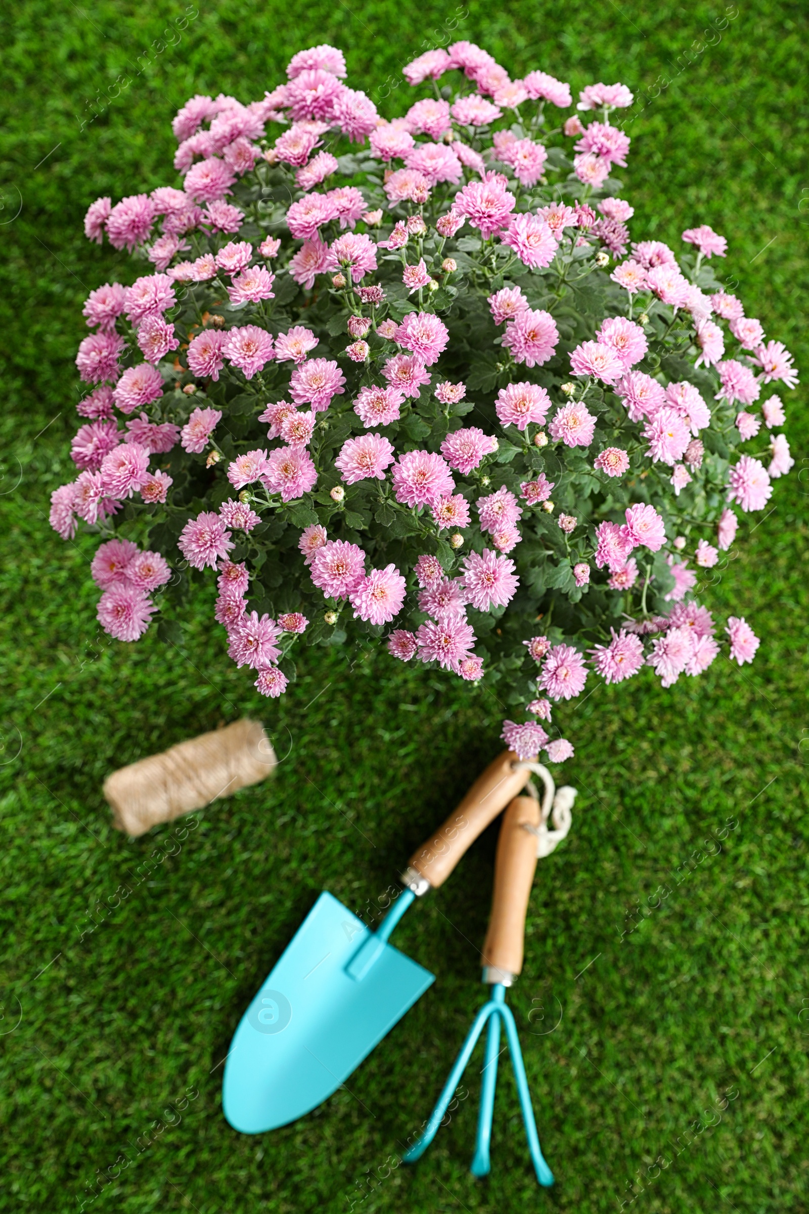 Photo of Beautiful chrysanthemum flowers with gardening tools on green grass, top view