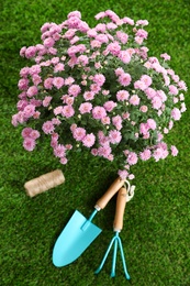 Photo of Beautiful chrysanthemum flowers with gardening tools on green grass, top view