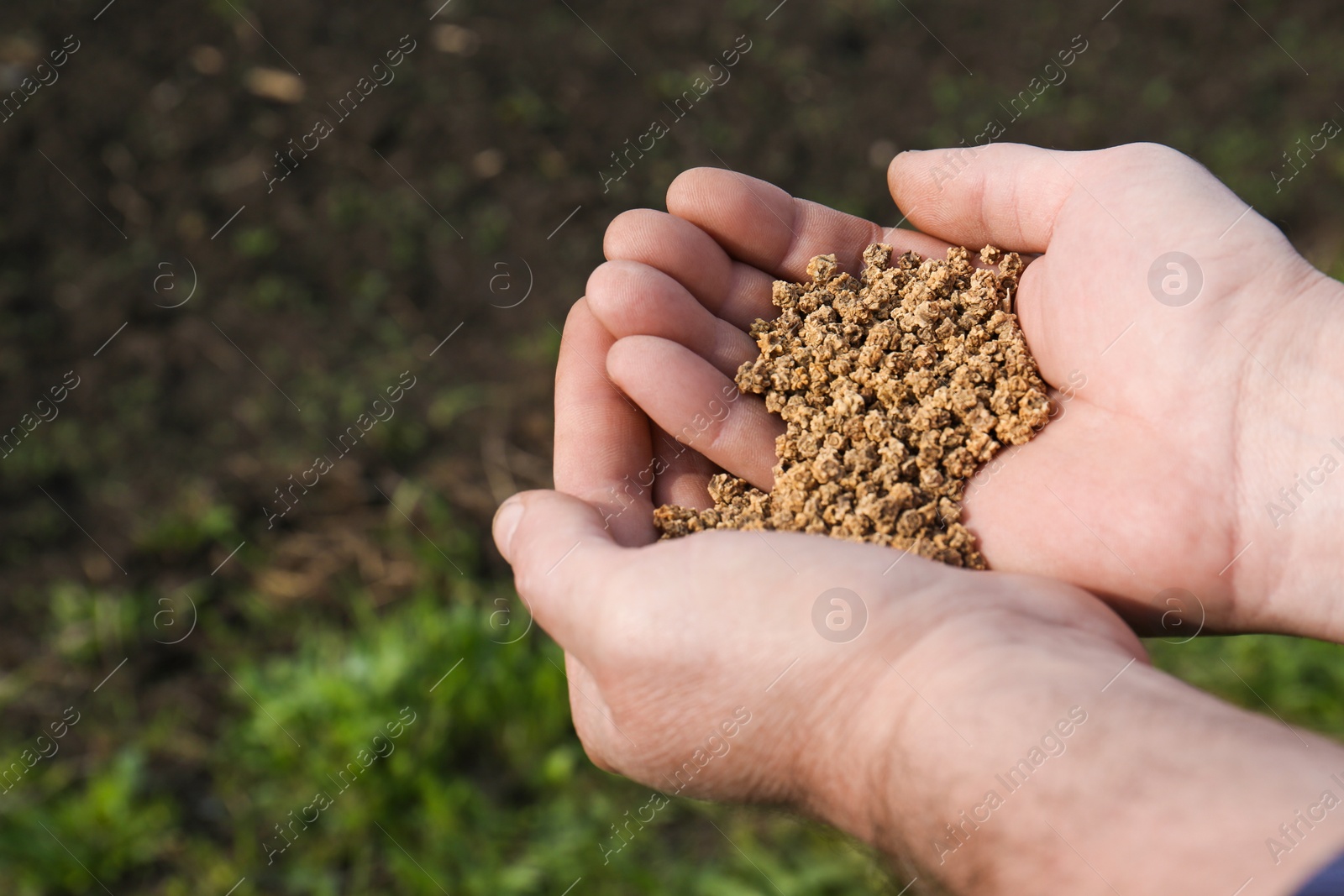 Photo of Man holding many beet seeds outdoors, closeup