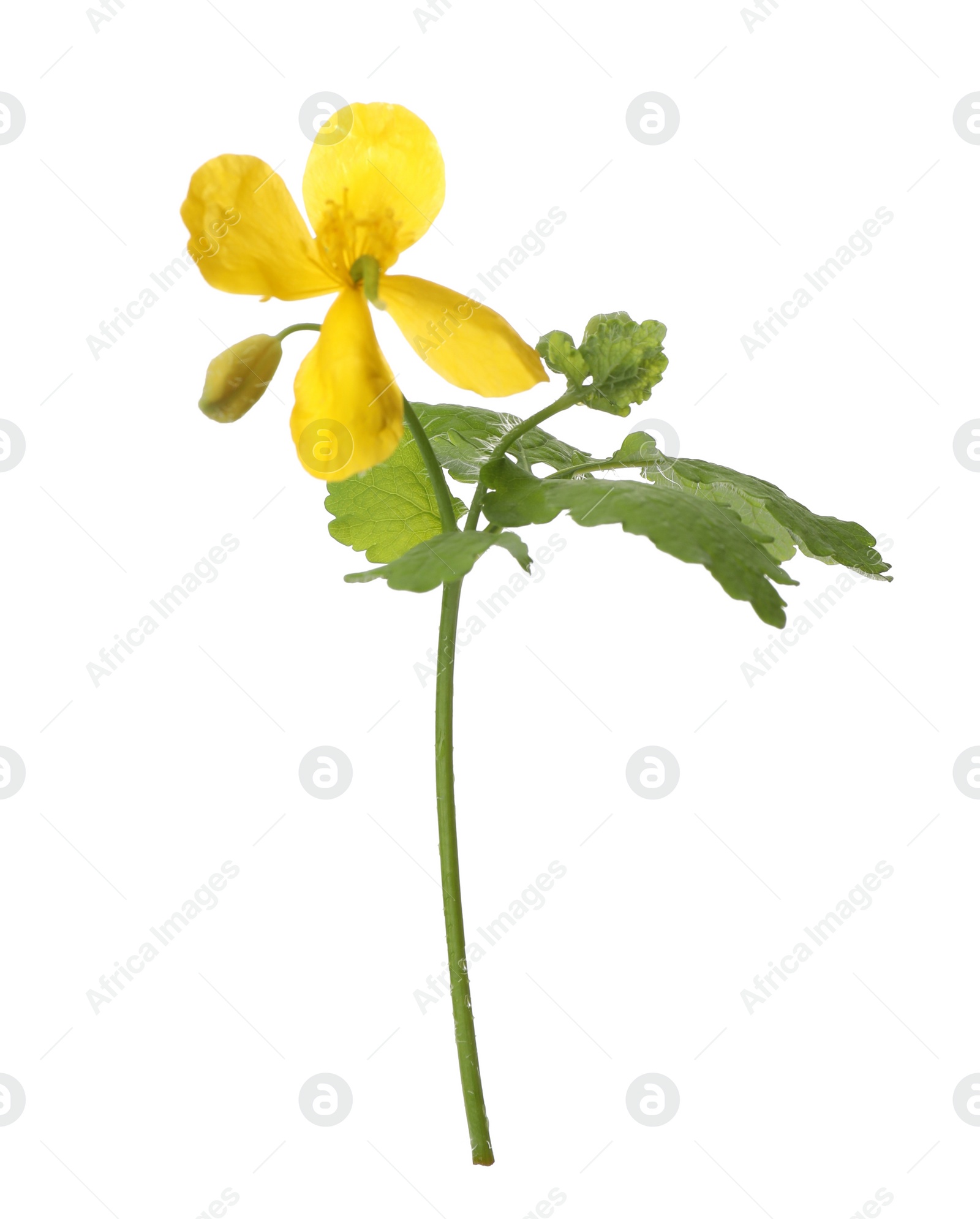 Photo of Celandine with yellow flower and green leaves isolated on white