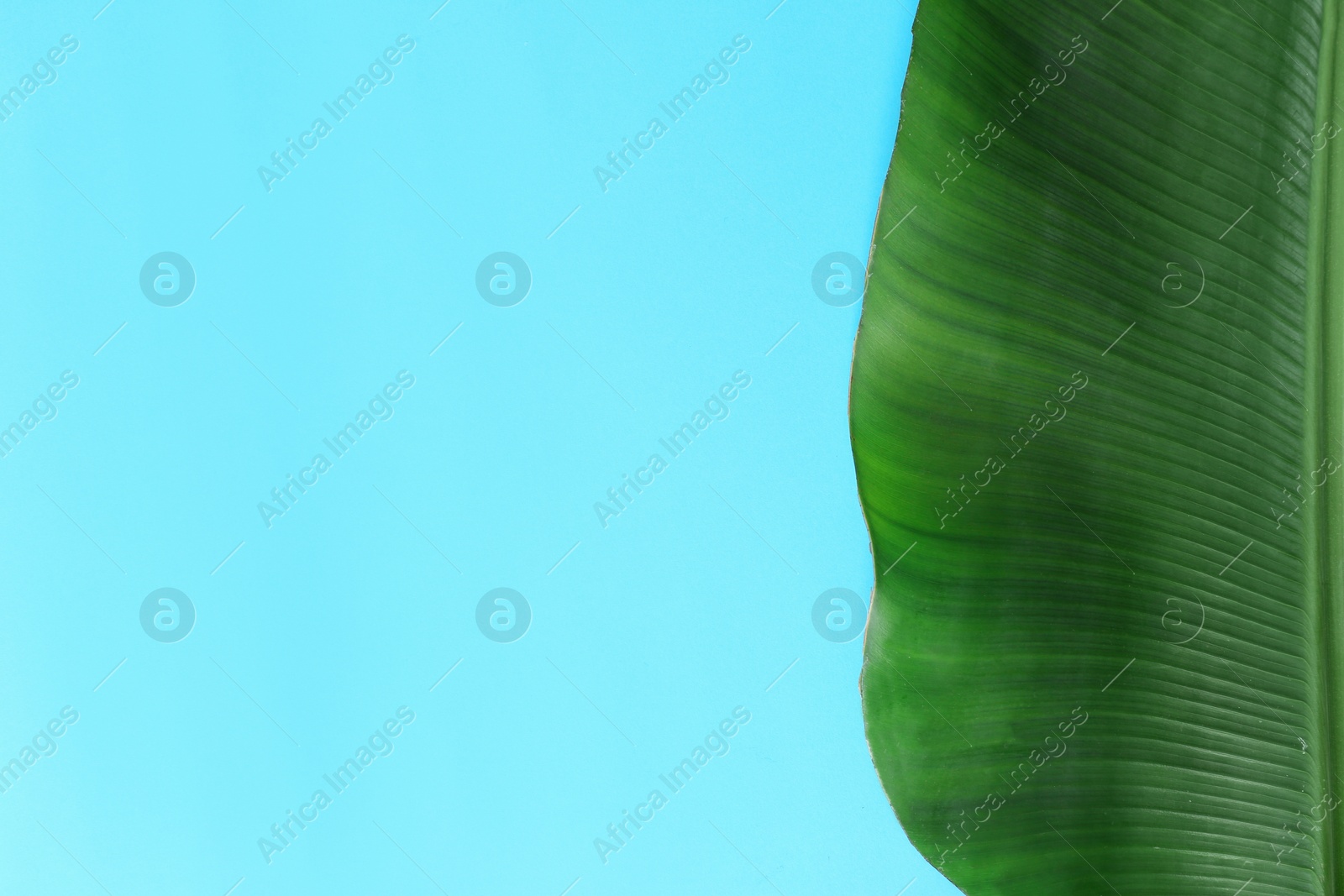 Photo of Fresh green banana leaf on color background, top view with space for text. Tropical foliage