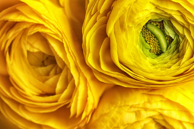 Photo of Beautiful fresh ranunculus flowers as background, closeup view. Floral decor