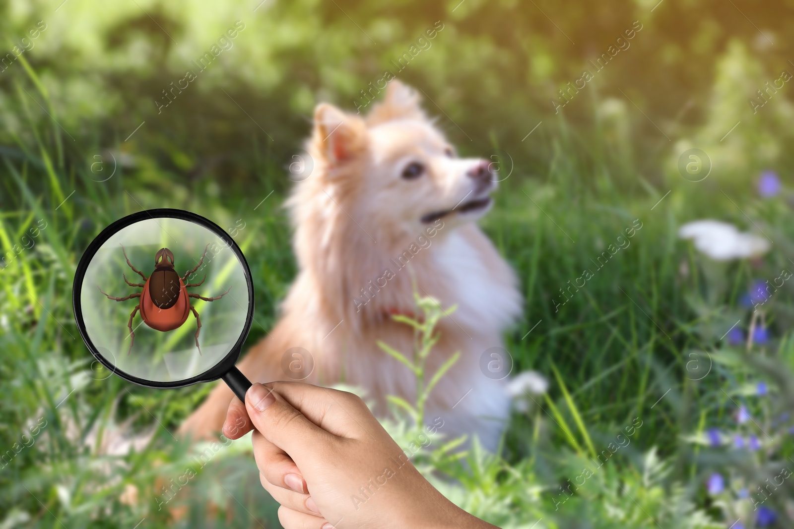 Image of Cute dog outdoors and woman showing tick with magnifying glass, selective focus. Illustration
