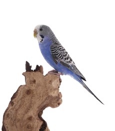 Photo of Beautiful parrot perched on wood against white background. Exotic pet