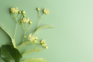 Beautiful linden blossoms and leaves on green background, top view. Space for text