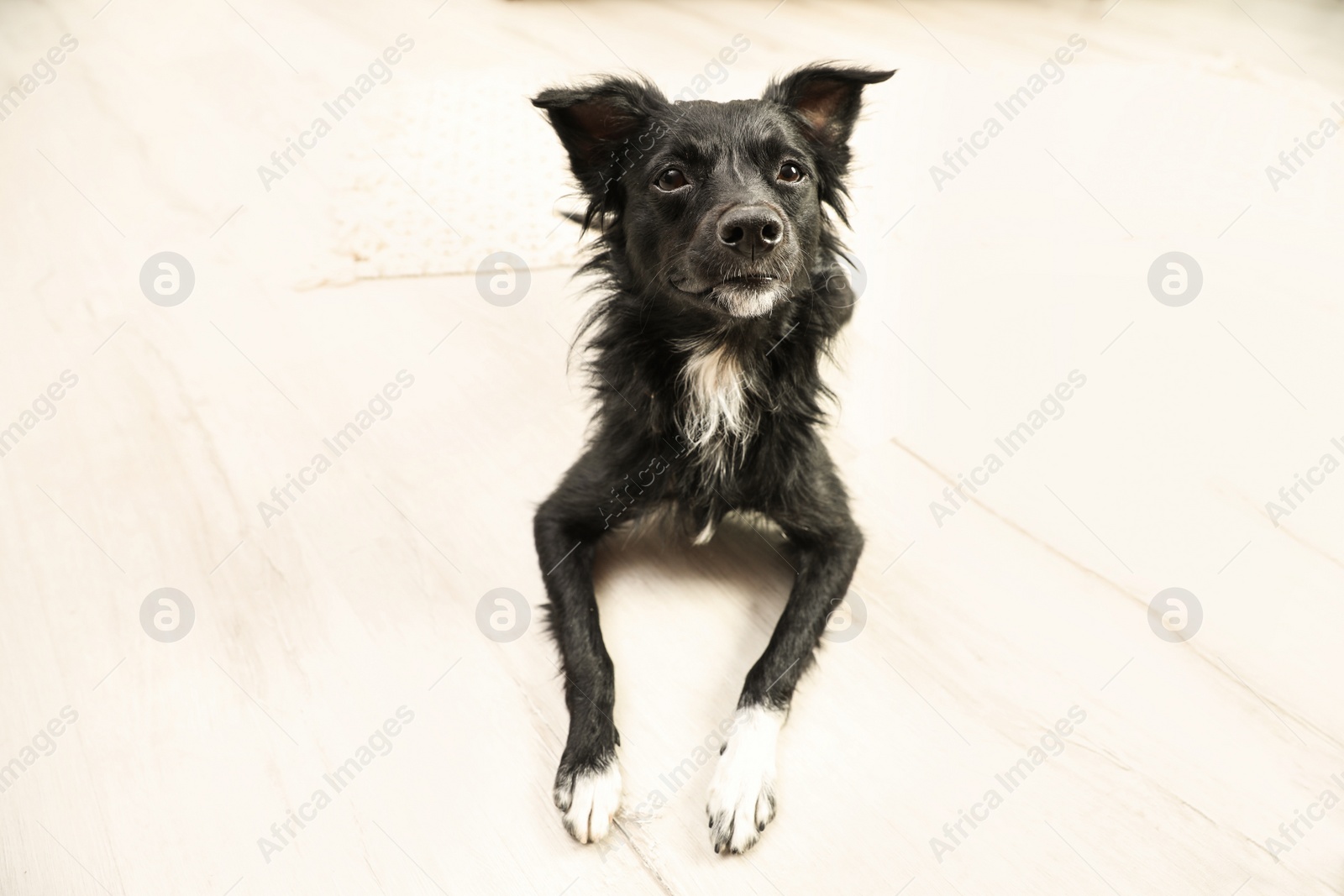 Photo of Cute black dog lying on floor in room