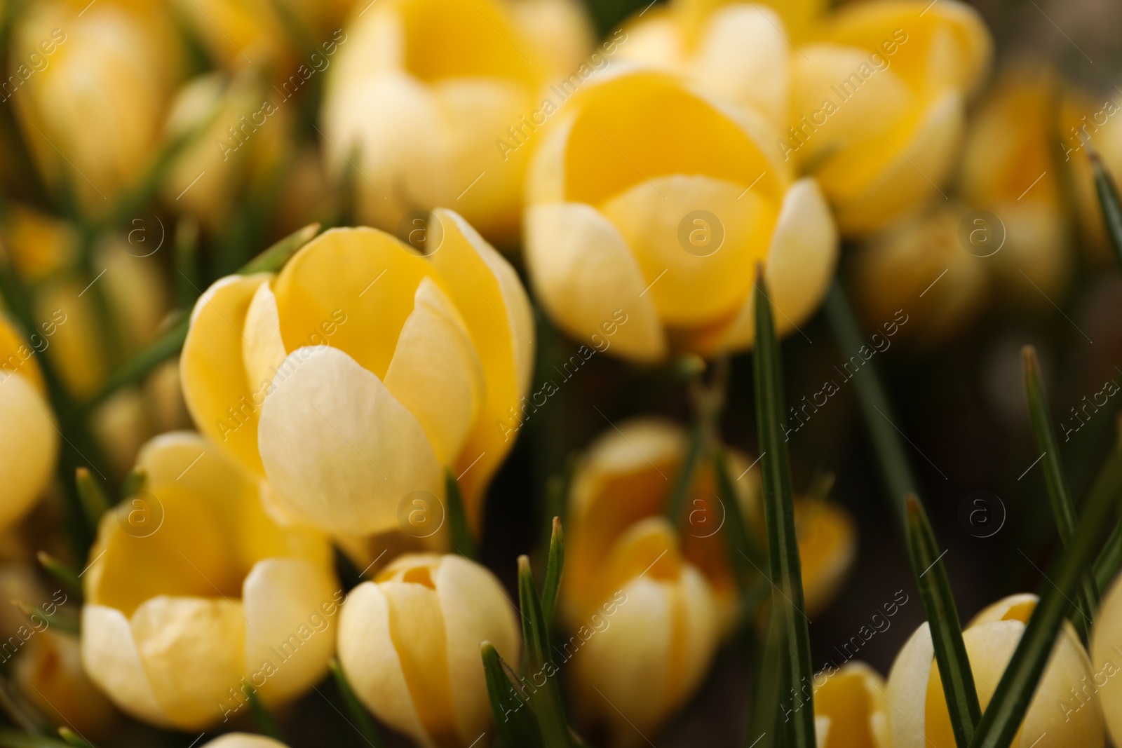 Photo of Beautiful yellow crocus flowers growing in garden, closeup