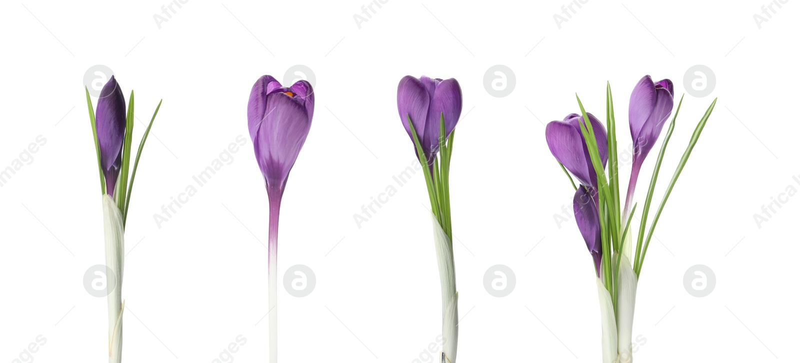 Image of Collage with beautiful spring flowers on white background