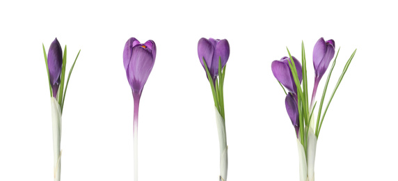 Image of Collage with beautiful spring flowers on white background