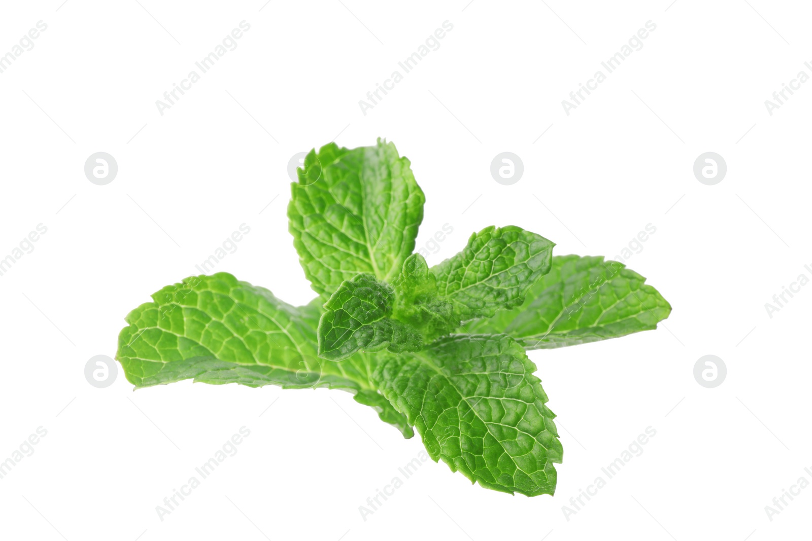 Photo of Branch of fresh mint isolated on white