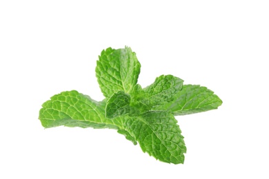 Photo of Branch of fresh mint isolated on white