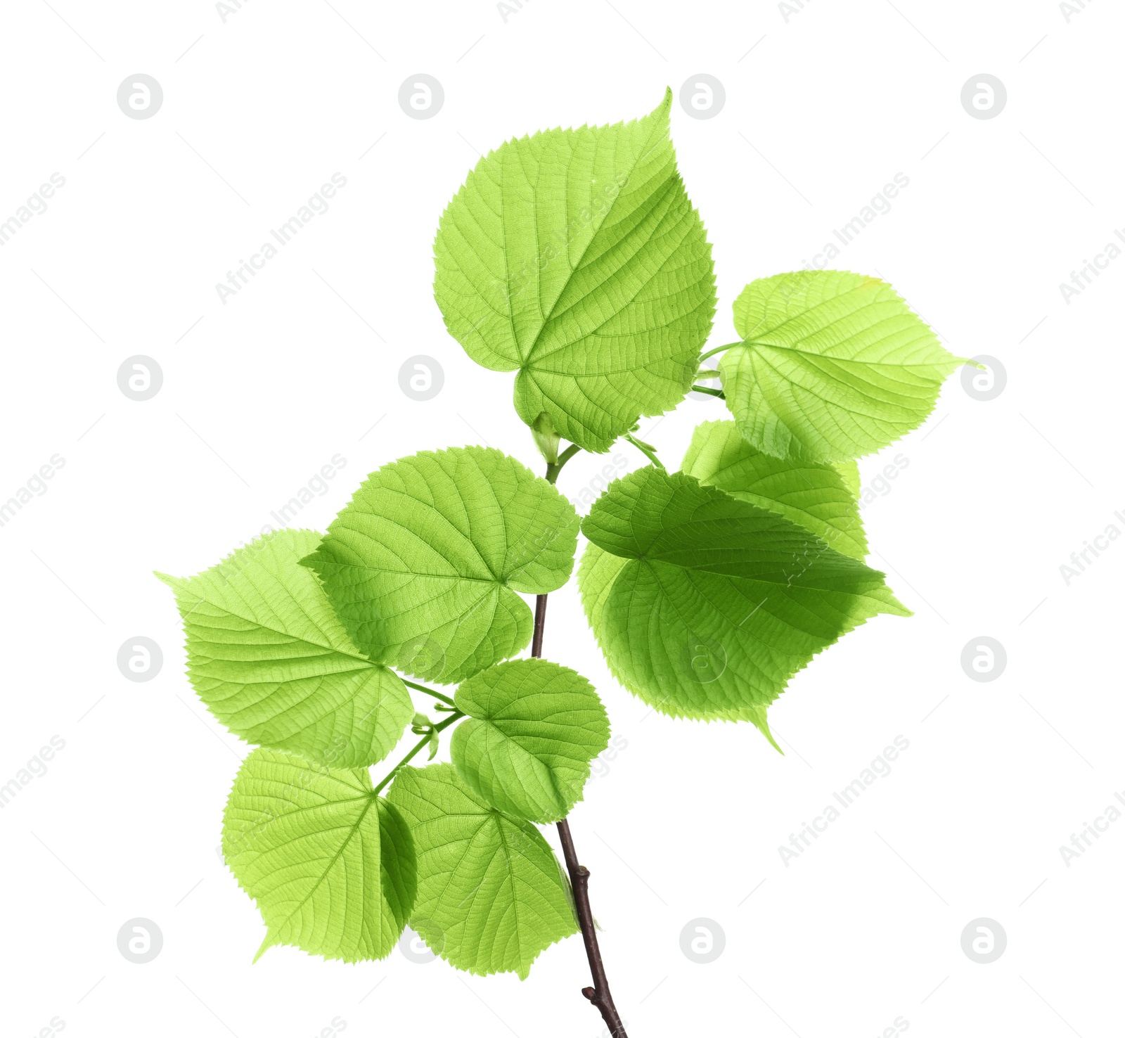 Photo of Branch with green leaves on white background