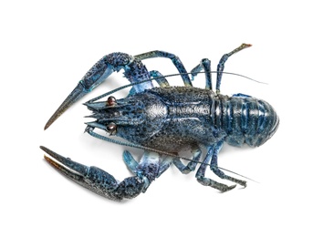 Blue or sapphire crayfish isolated on white, top view
