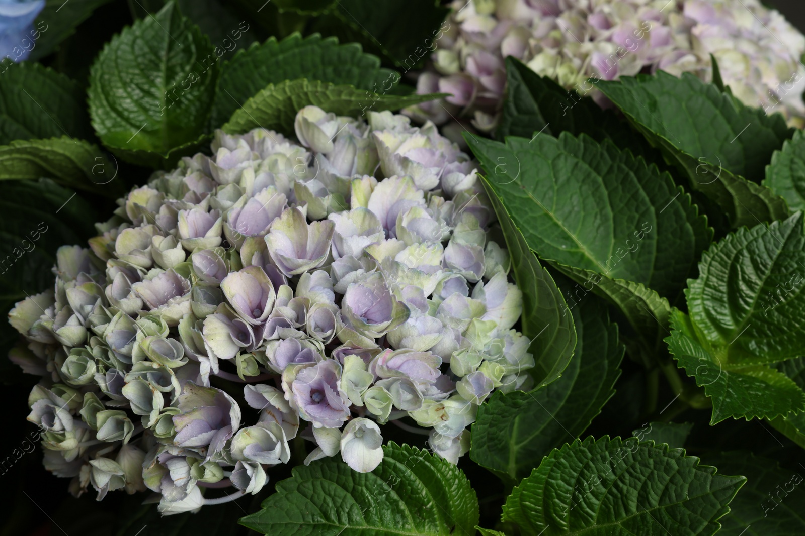 Photo of Beautiful hortensia plant with light flowers, closeup