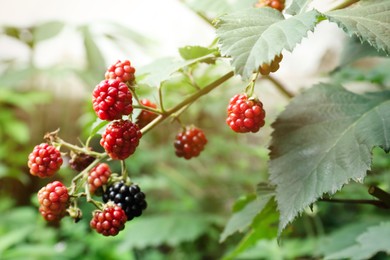 Photo of Blackberry bush with unripe berries in garden, closeup