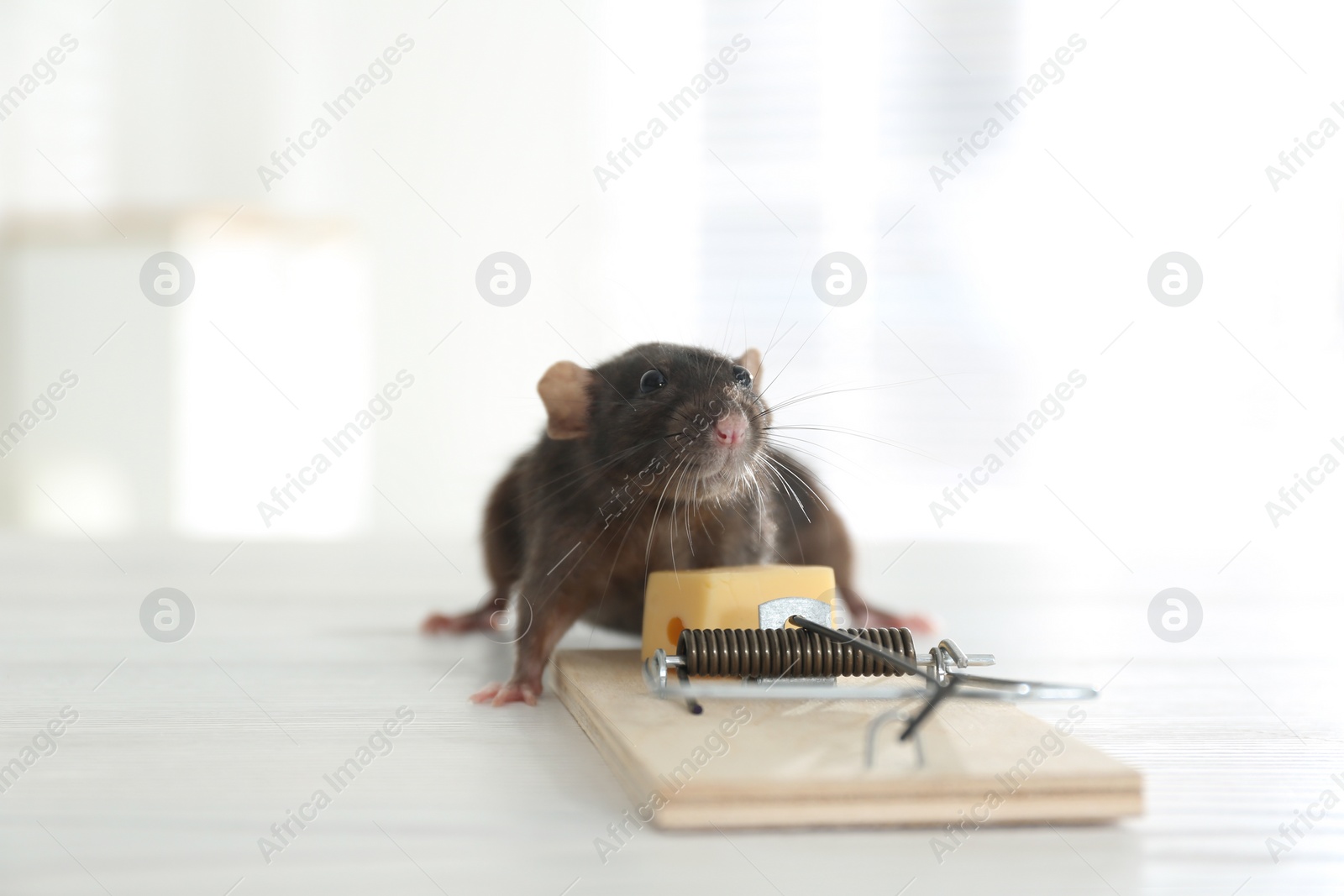 Photo of Rat and mousetrap with cheese indoors. Pest control