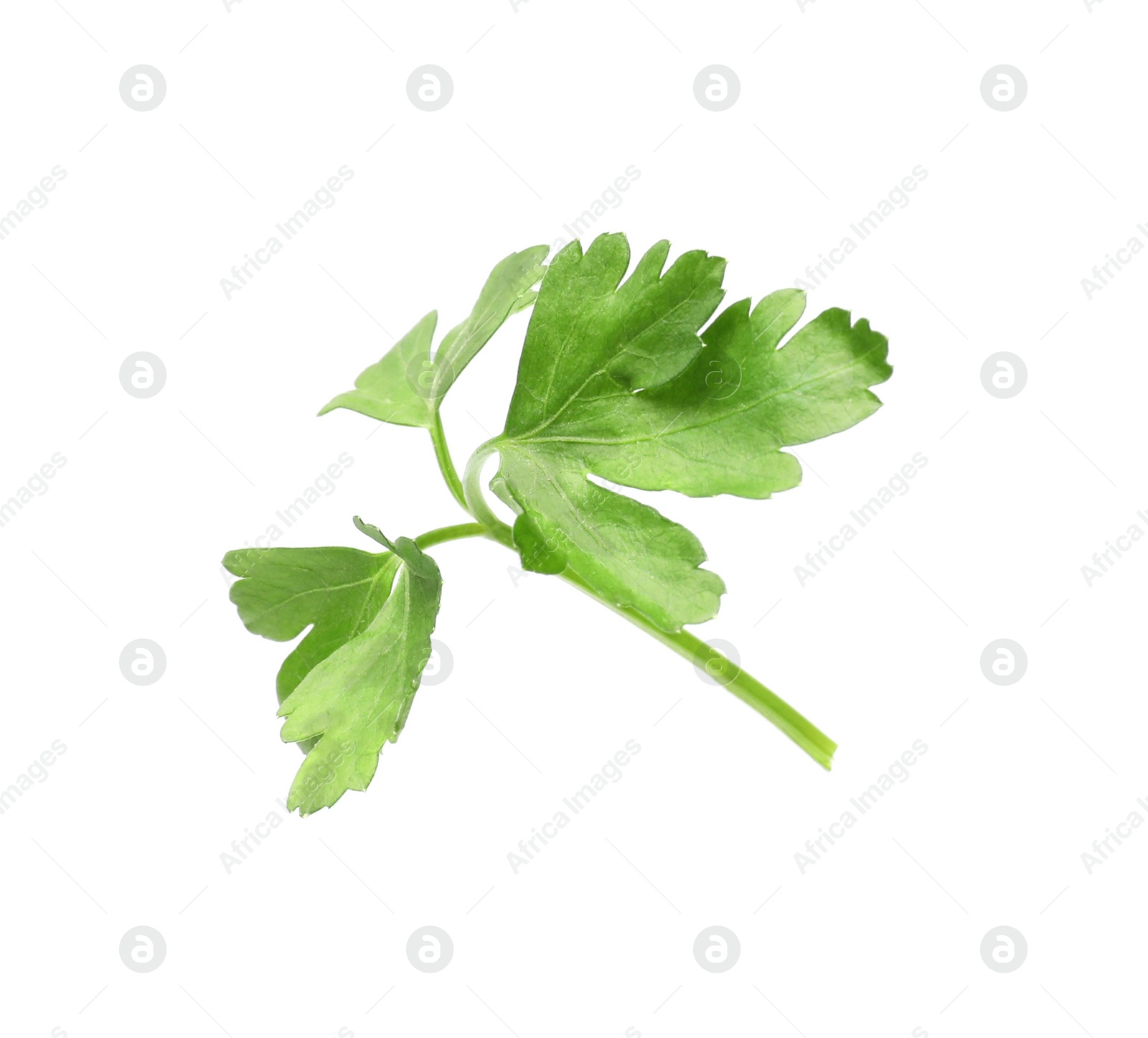 Photo of Sprig of fresh green parsley isolated on white