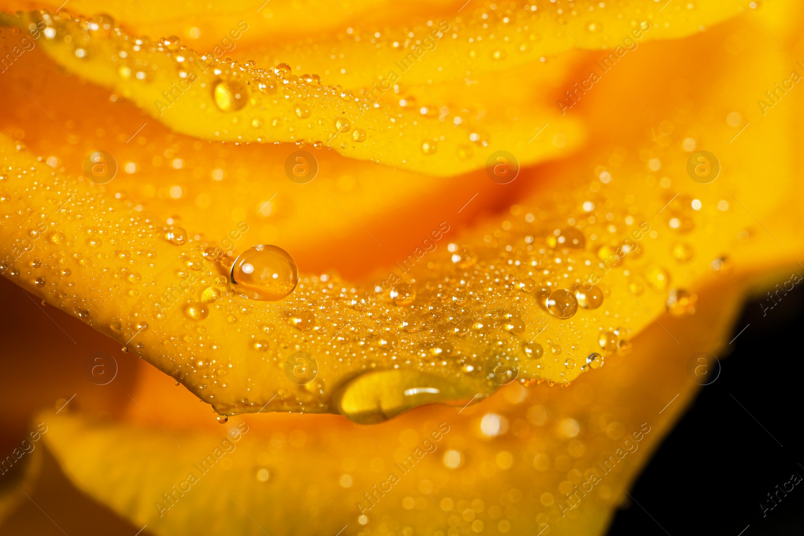 Photo of Closeup view of beautiful blooming rose with dew drops