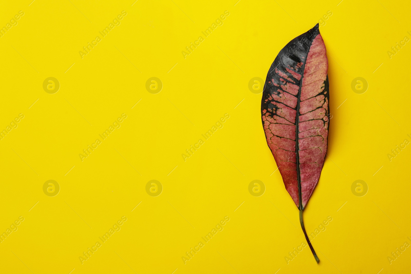 Photo of Leaf of tropical codiaeum plant on color background, top view with space for text