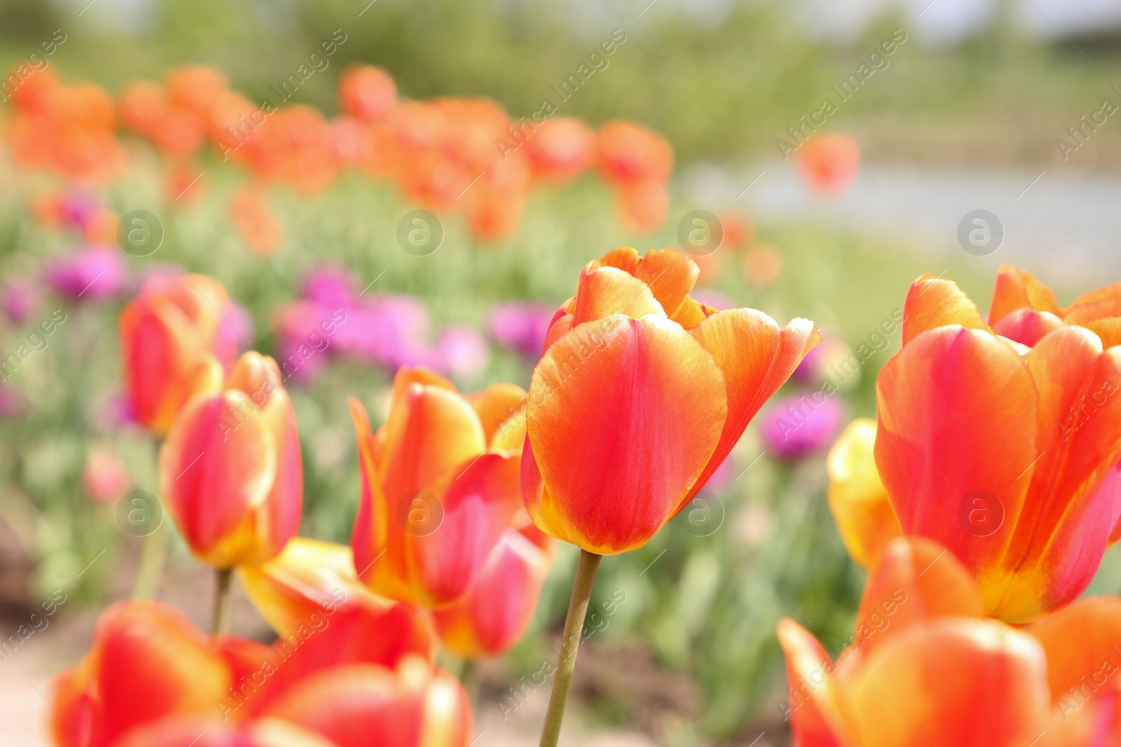 Photo of Beautiful colorful tulip flowers growing in field, closeup